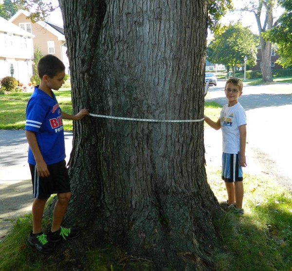 Measuring Up: Winona Woods Street Tree Inventory